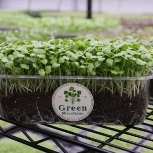 Bok Choy microgreens 1