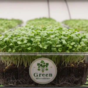 Broccoli Microgreens 1