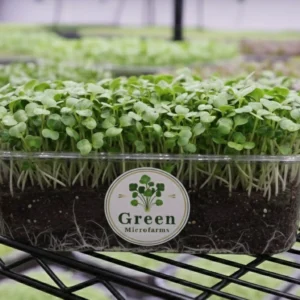 Fenugreek microgreens 1