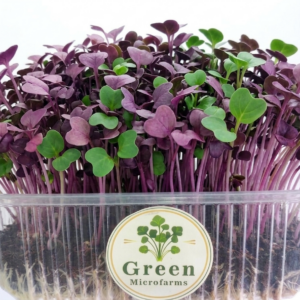 Sango Purple Radish Microgreens