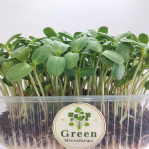 Sunflower Microgreens