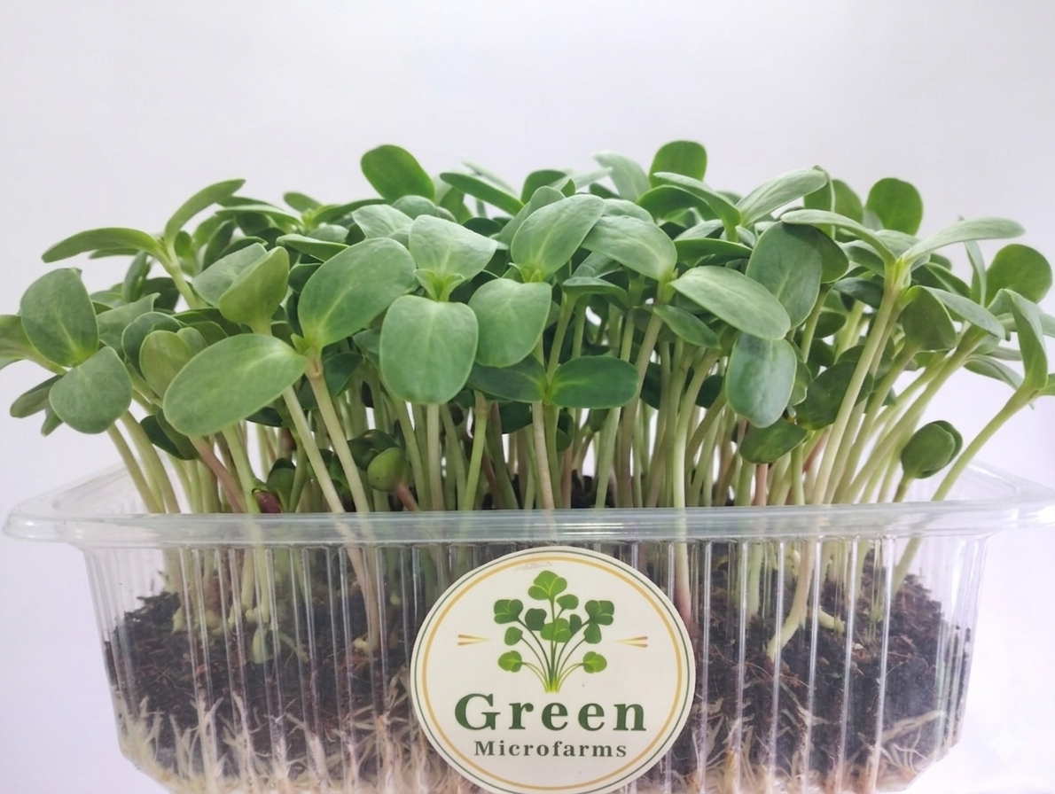 Sunflower Microgreens