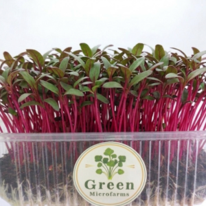 Beetroot Microgreens