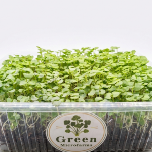 Basil Microgreens