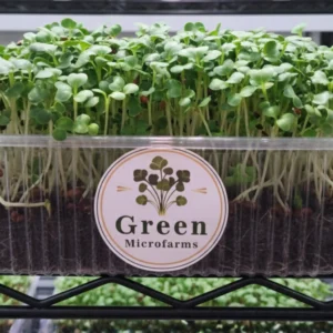 Kohlrabi microgreens product 1