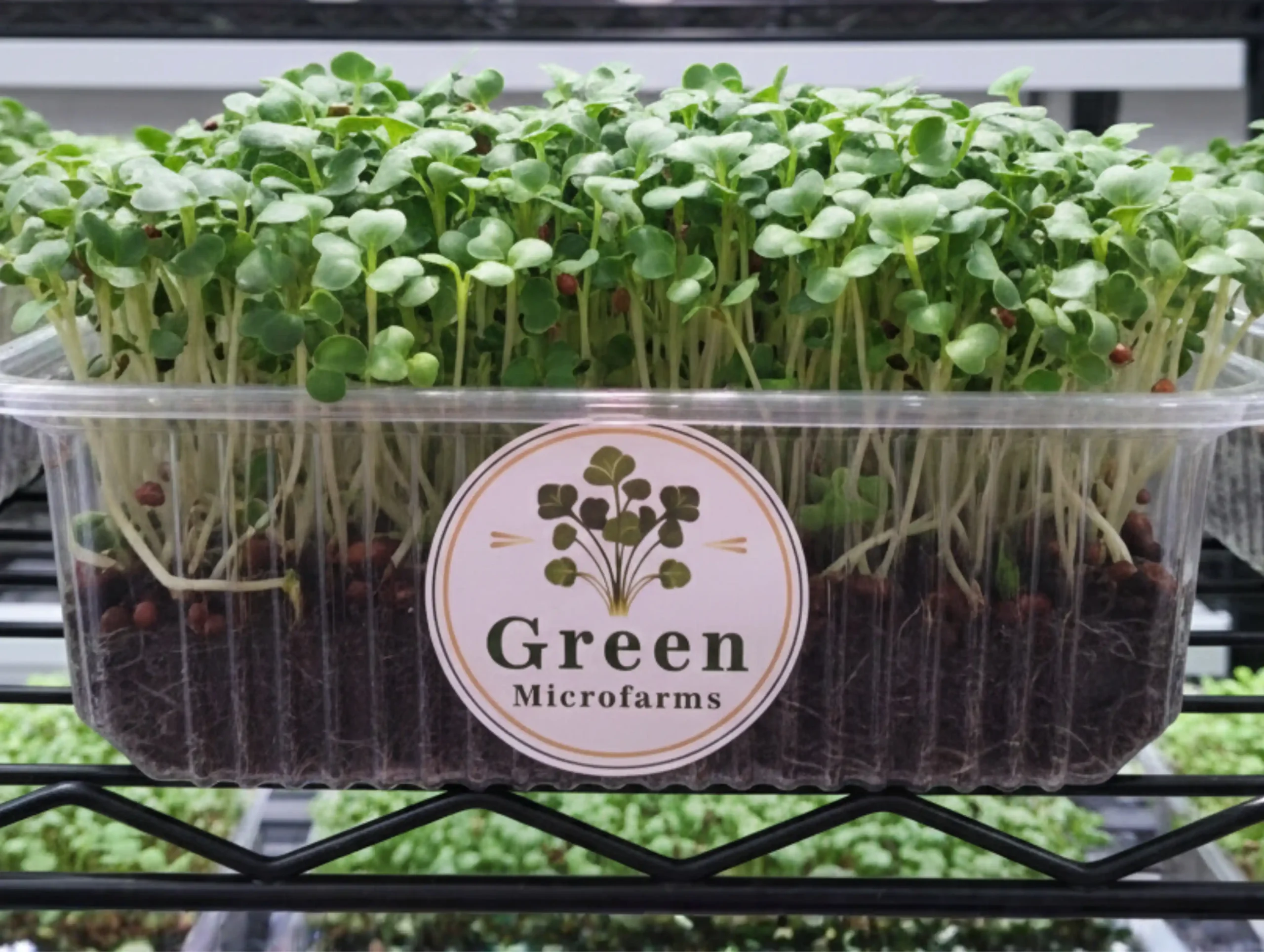 Kohlrabi microgreens product 1