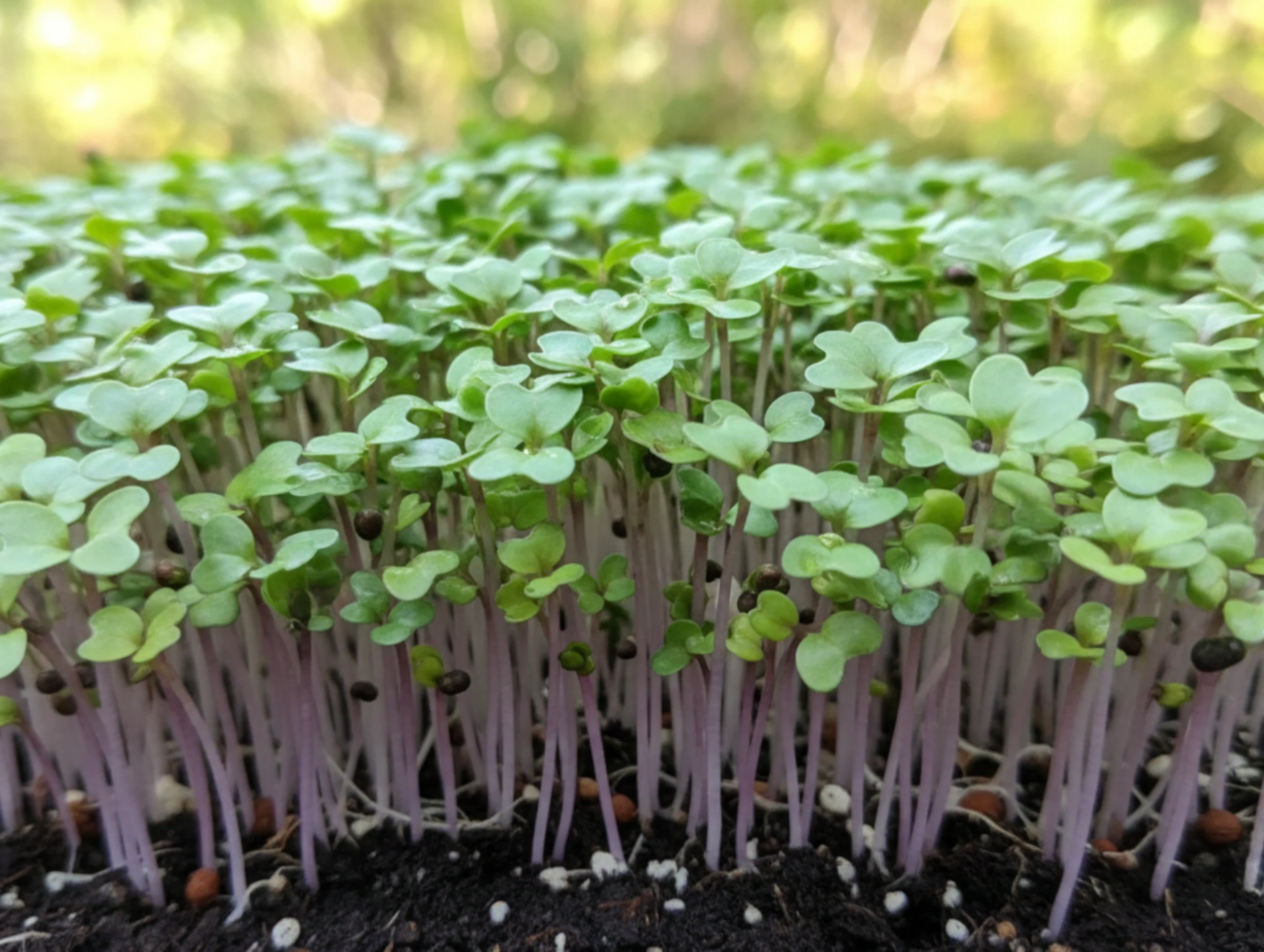 Kohlrabi microgreens product 2