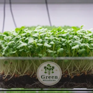 Mustard Microgreens 1