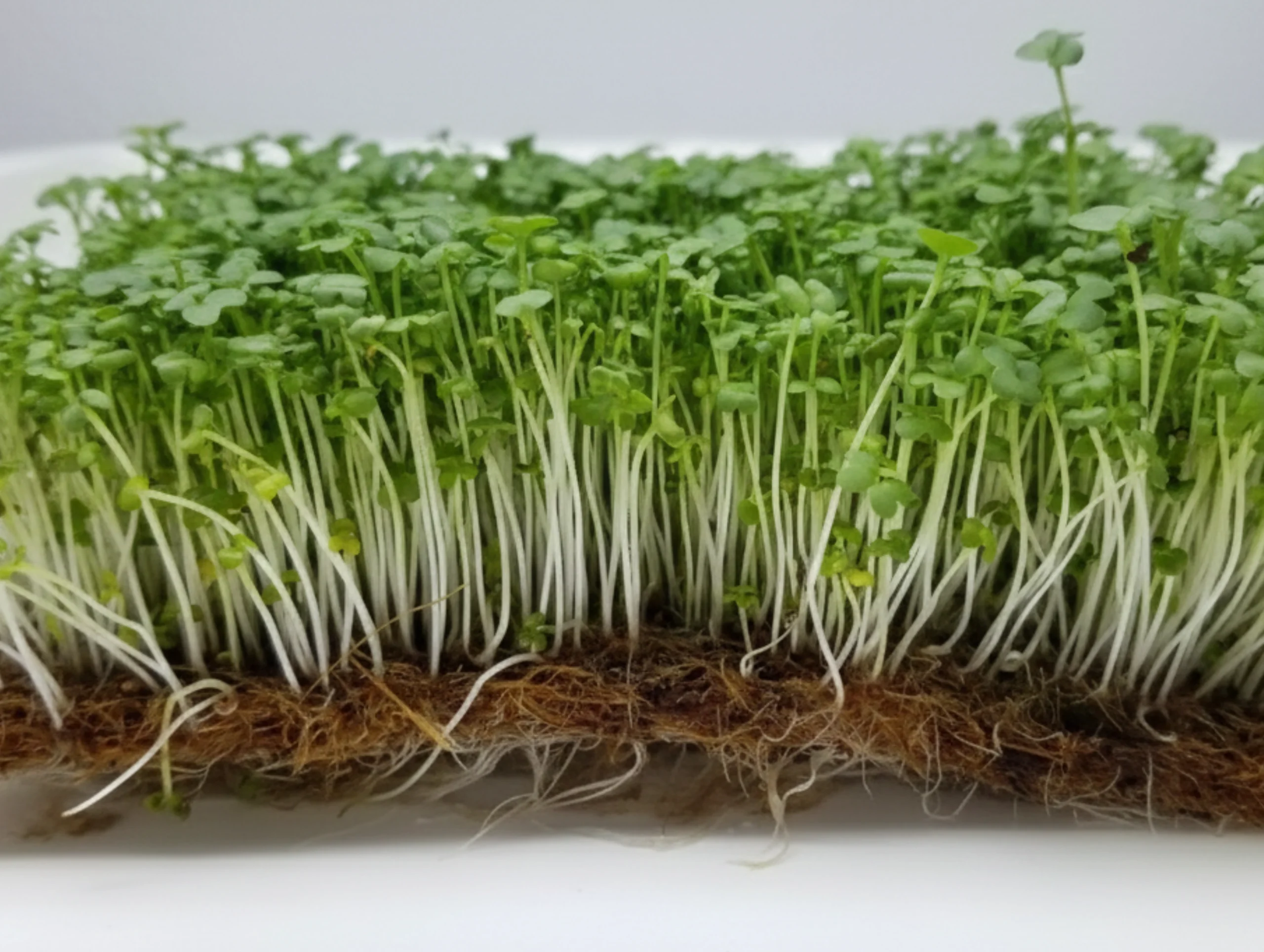 Mustard Microgreens 2