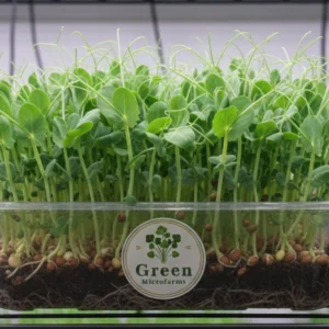 Peashoots Microgreens 1