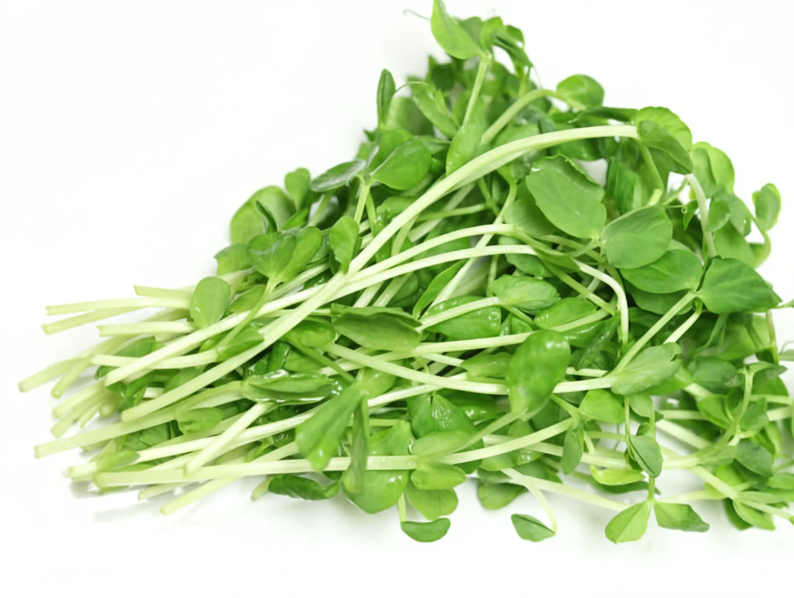 Peashoots Microgreens 2