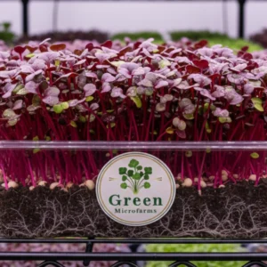 Red Amaranth Microgreens 1