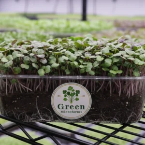 Red Cabbage microgreens 1