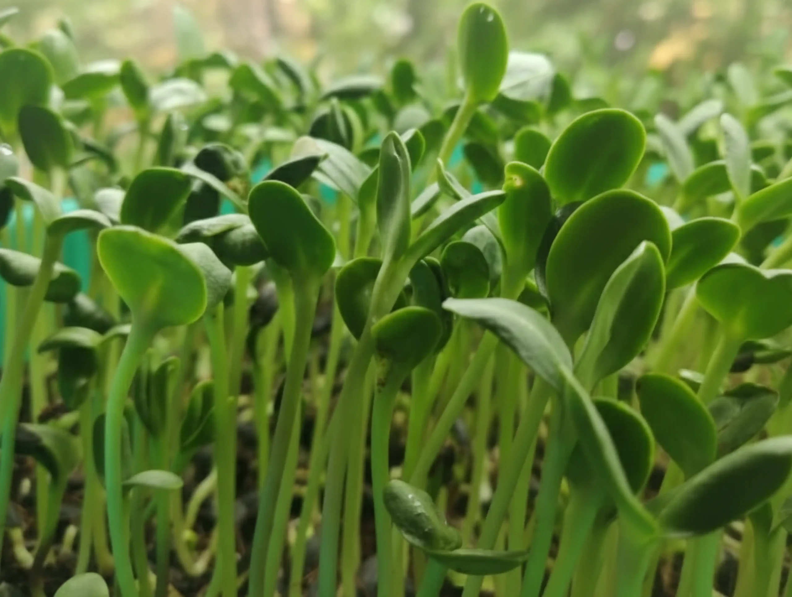 Sunflower microgreens 2