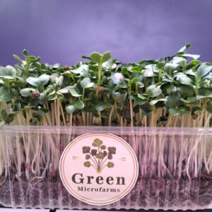 White Radish Microgreens