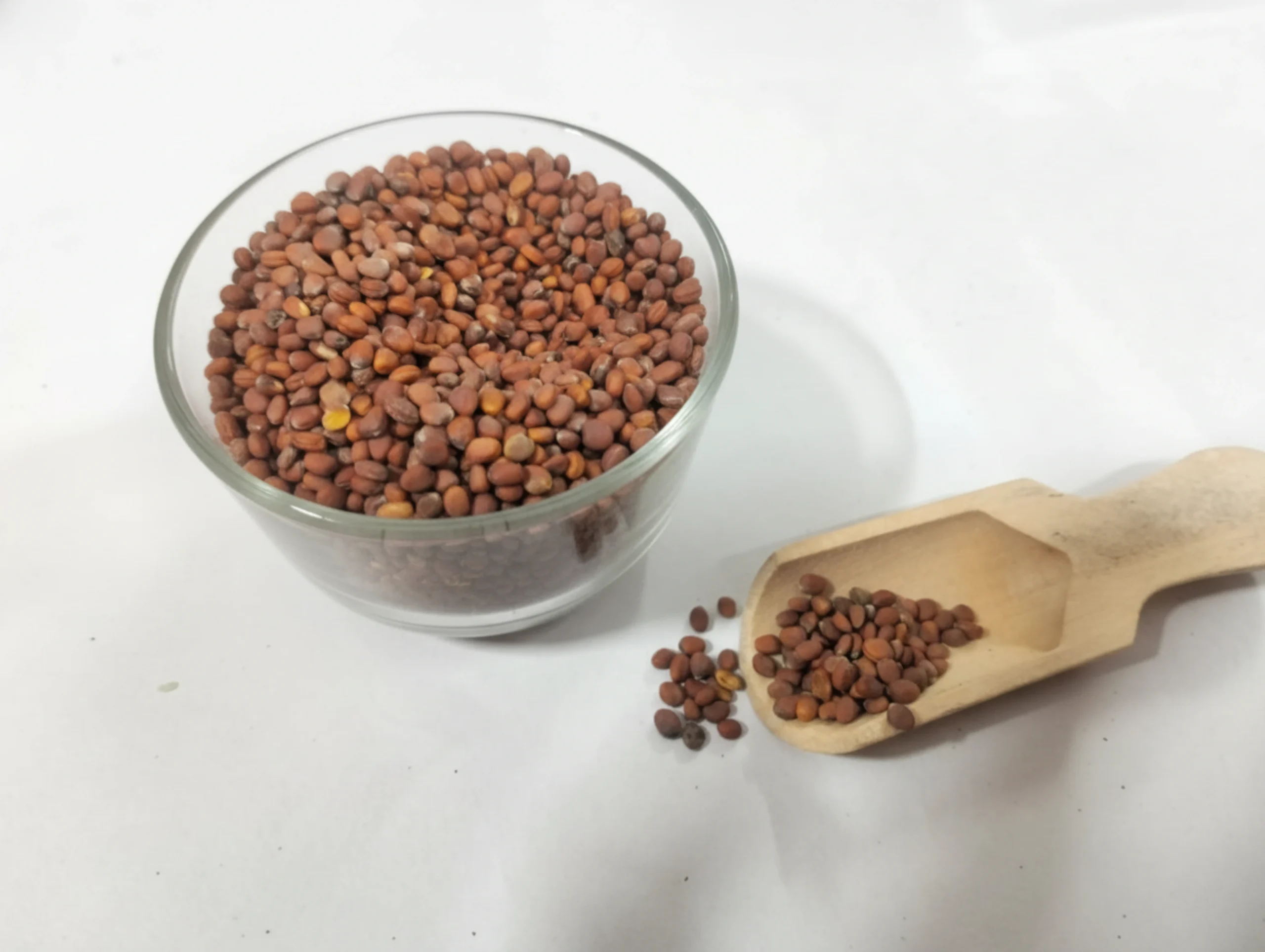 White Radish Microgreen Seeds - Image 2