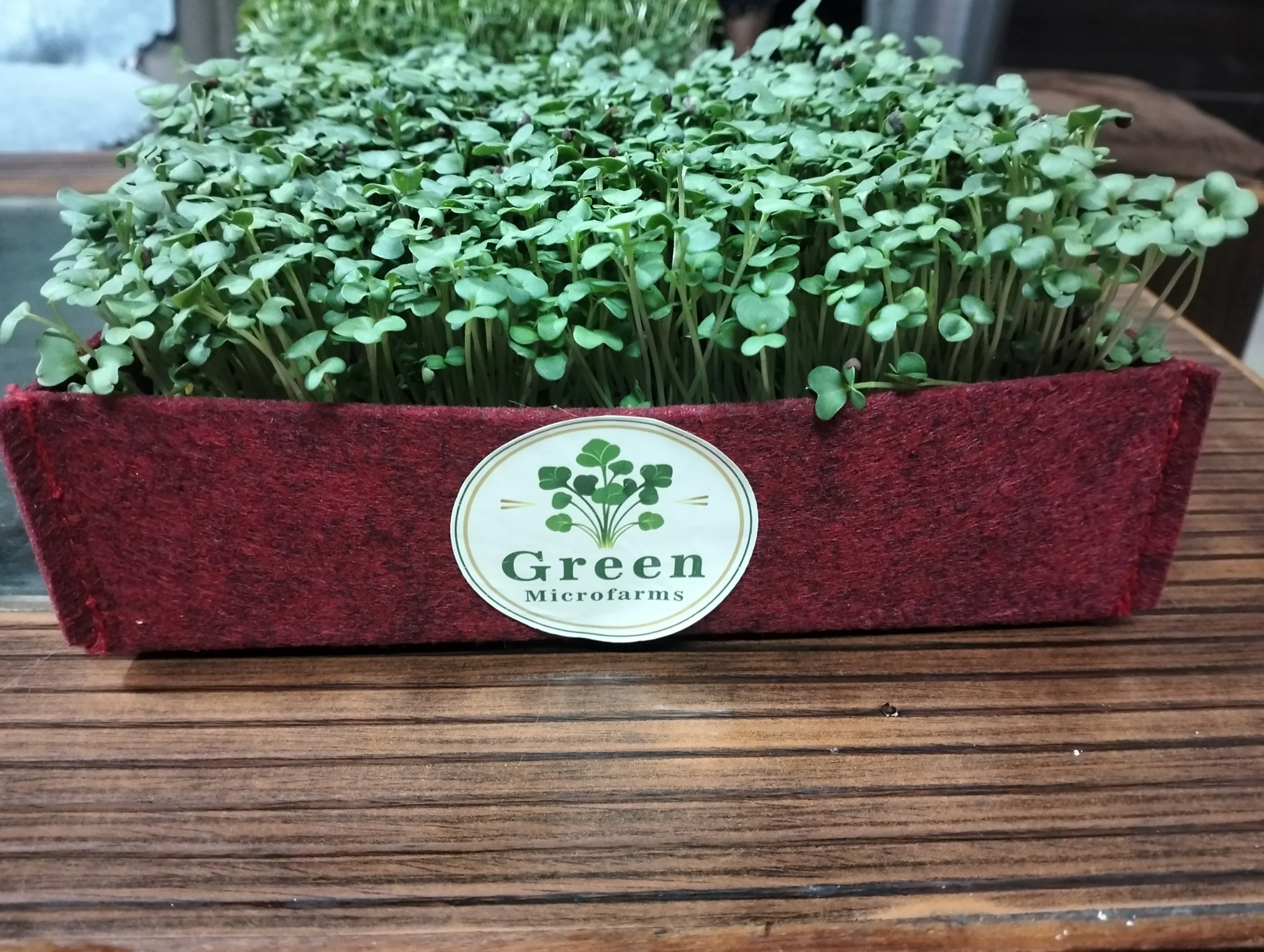 microgreens-red-felt-grow-box-garden
