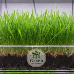 wheatgrass microgreens 1